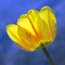 Happiness In Hard Times link photo