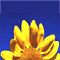 Happiness Blog link photo
